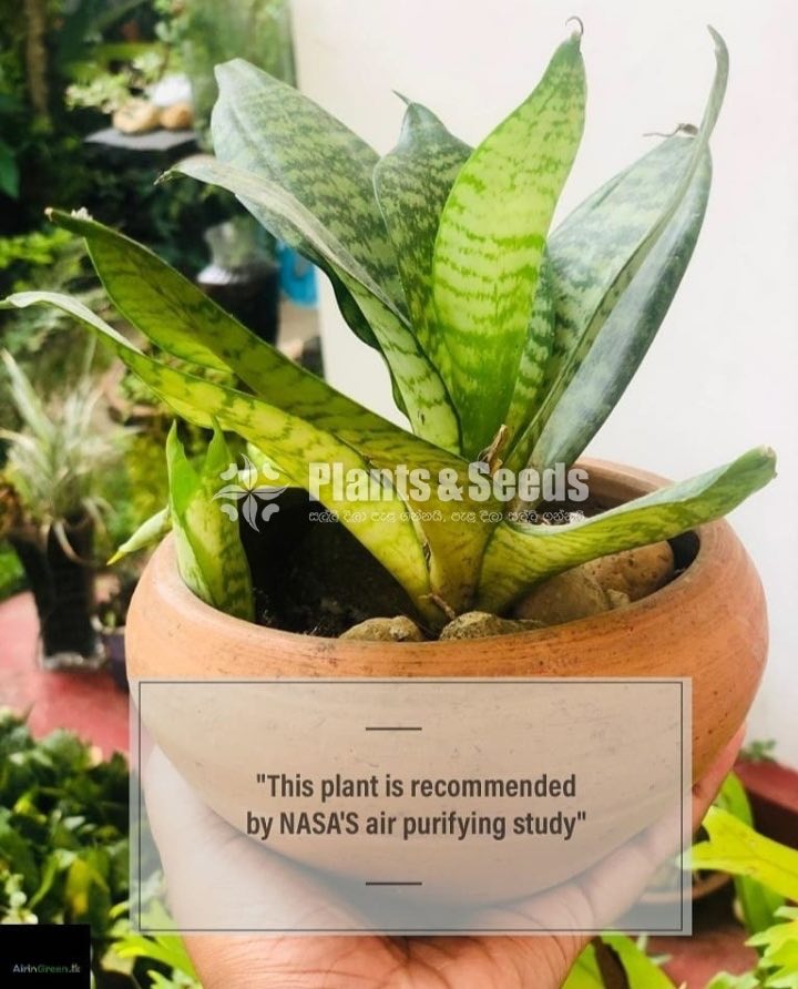 Snake plant with pot! (SENSEVIERIA) 