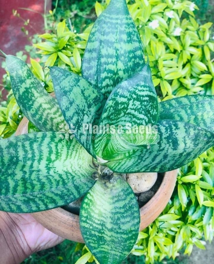 Snake plant with pot! (SENSEVIERIA) 