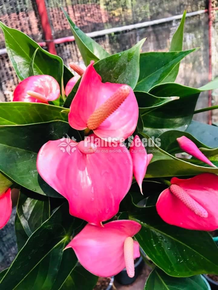 Anthurium Pink Champion