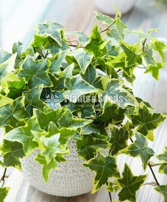English ivy 