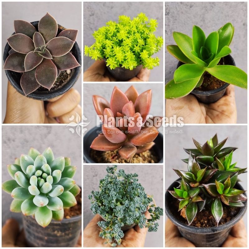 Succulent Package
