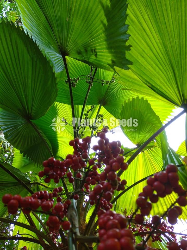 Fan Farms