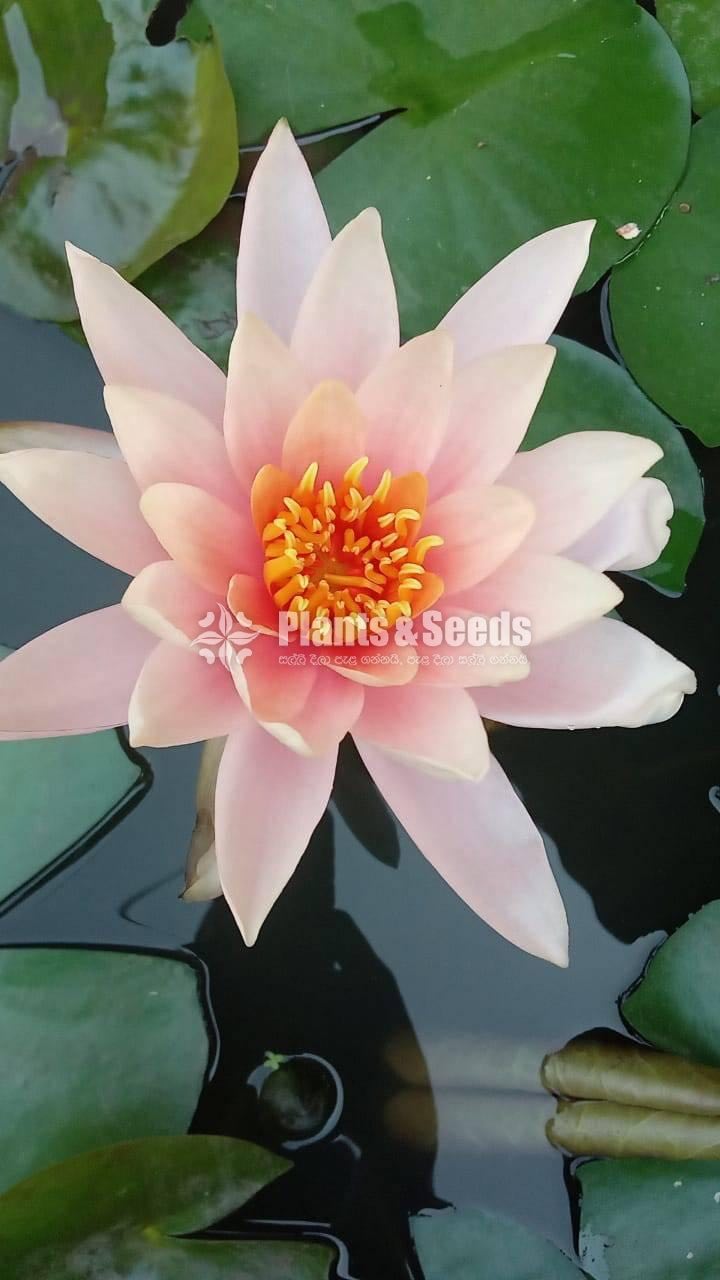 Orange beauty Water Plant