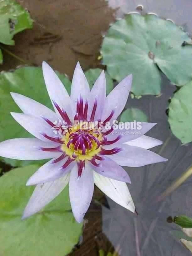 Kolarata Waterplant