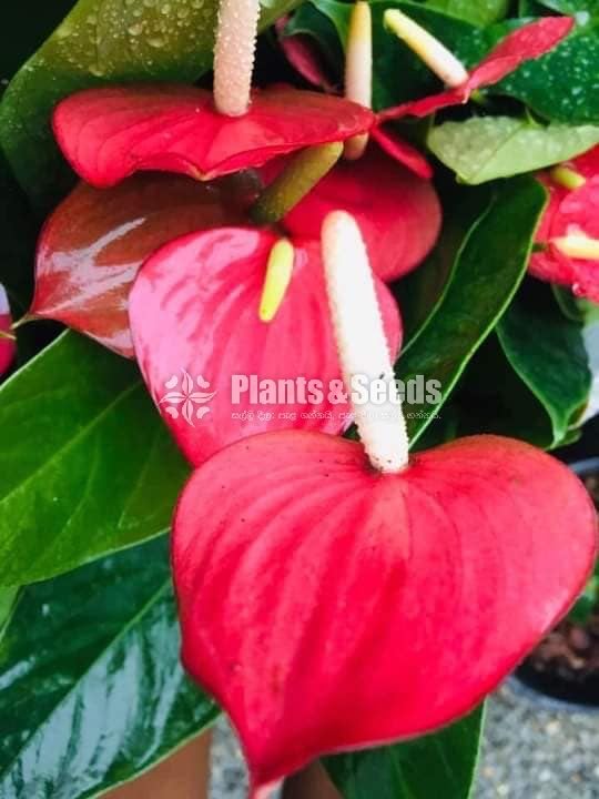 Good luck Anthurium