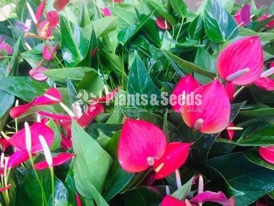 Pickme Anthurium
