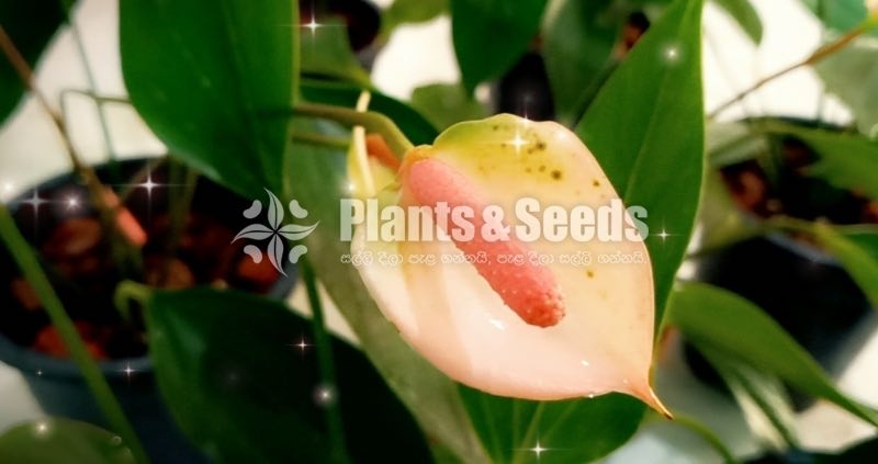 Pickme Anthurium