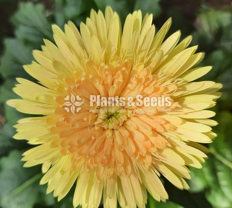 Babandesia