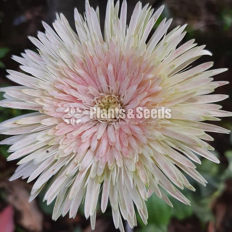 Babandesia