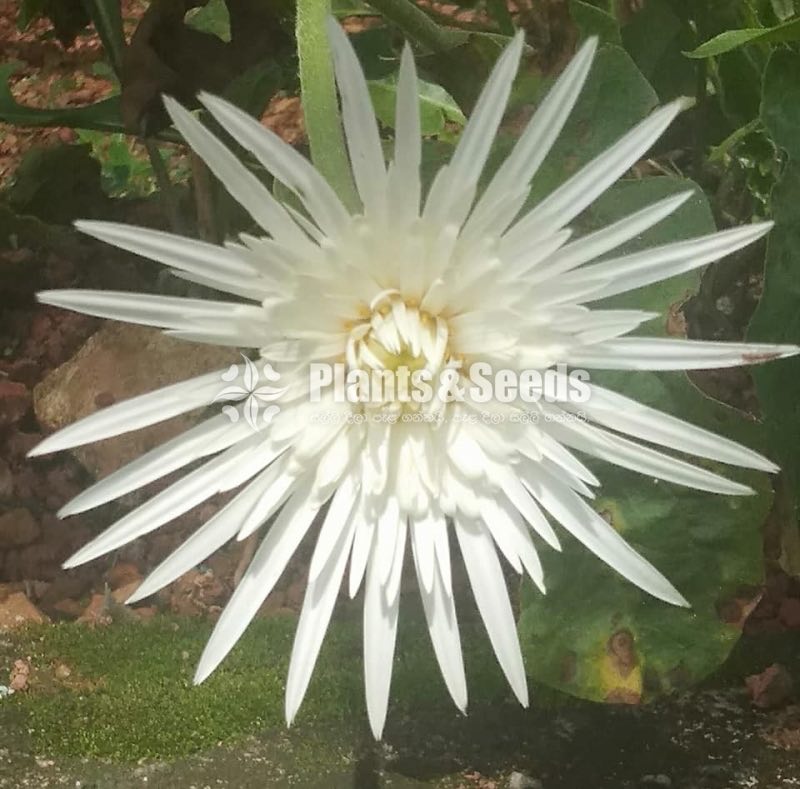 Babandesia