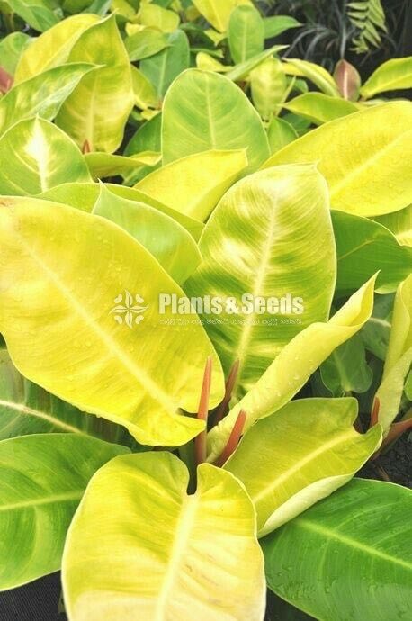 Philodendron
