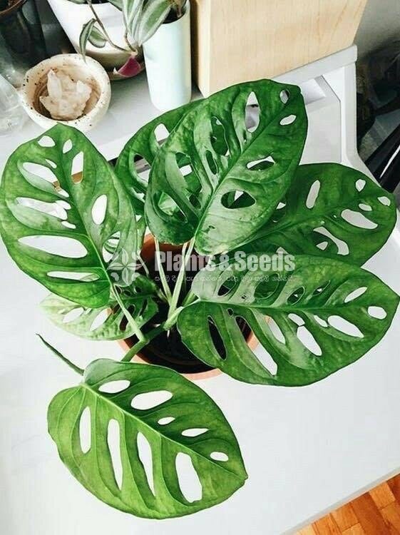 Philodendron