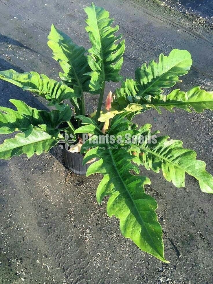 Philodendron