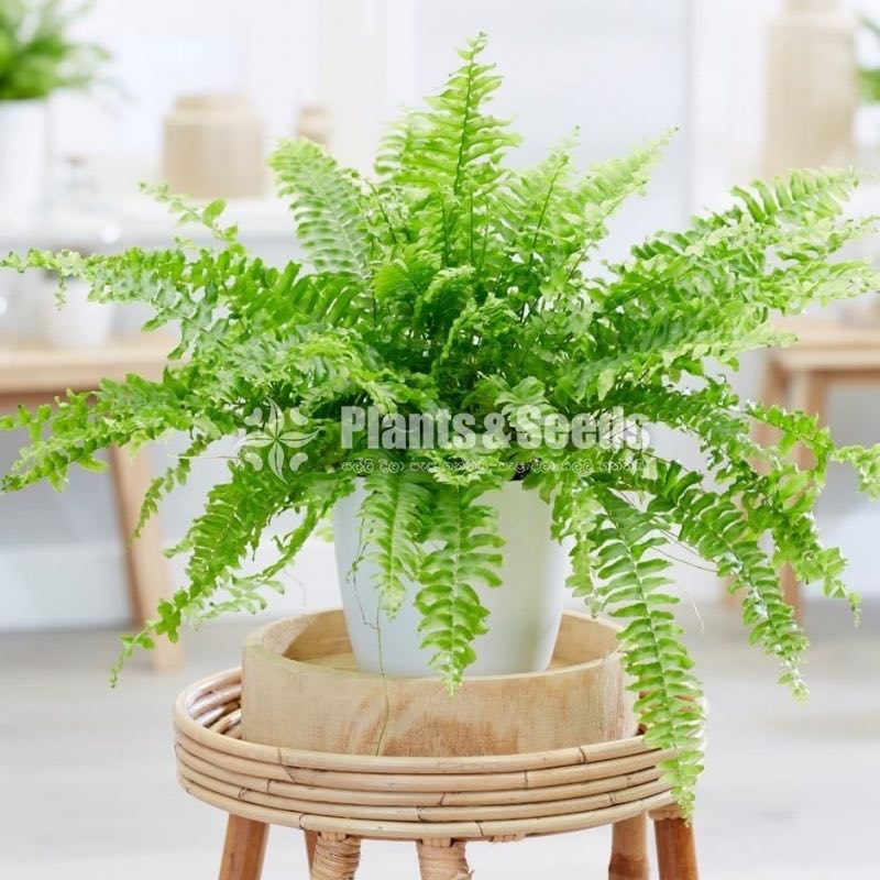 Fern plants 