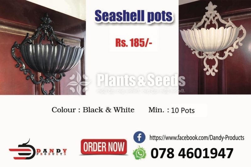 Seashell Wall Pots