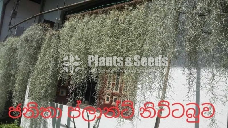 Air Plants 100