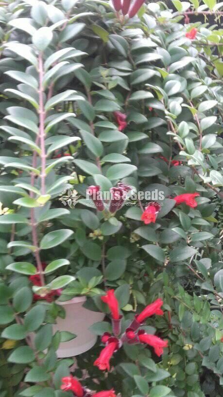 Lipstick Mother Plants