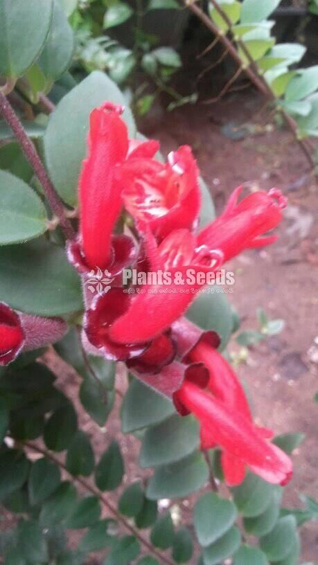 Lipstick Mother Plants