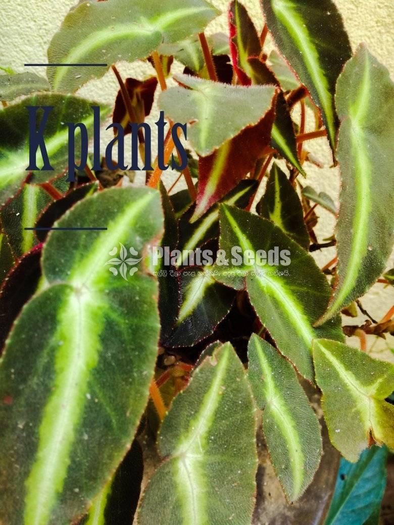Bigoniyas