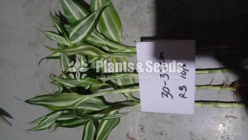 Lucky bamboo (Sanderiana)