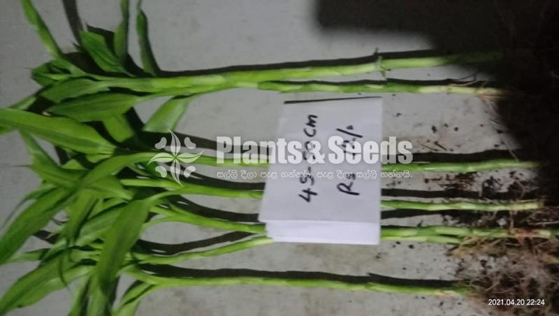 Lucky bamboo (Sanderiana)