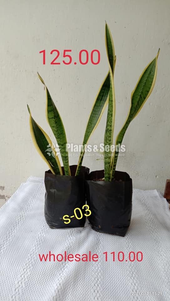  Sansevieria