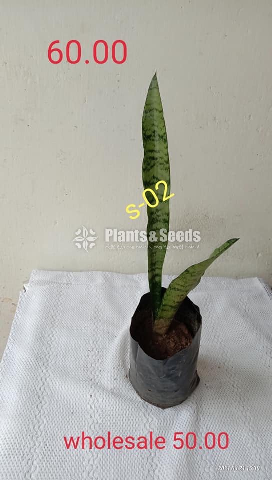  Sansevieria