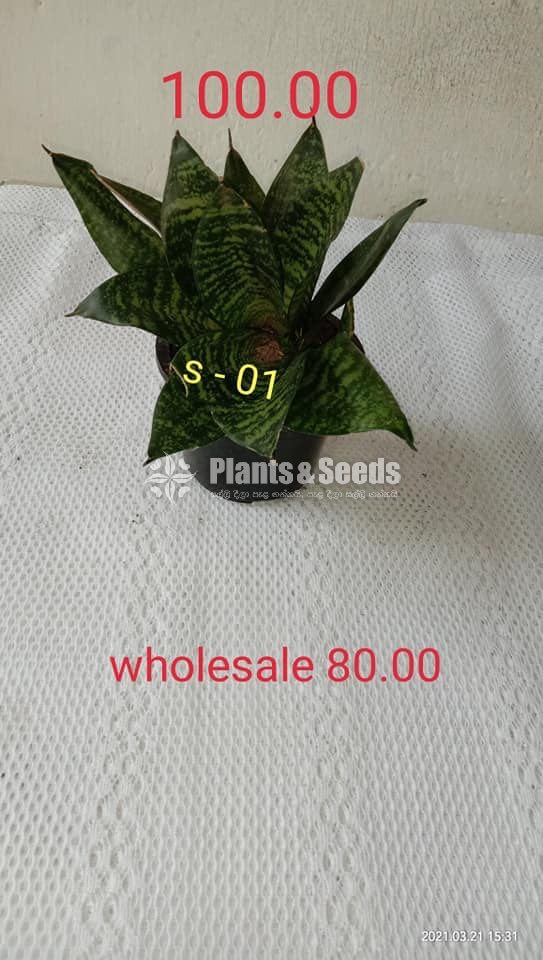  Sansevieria