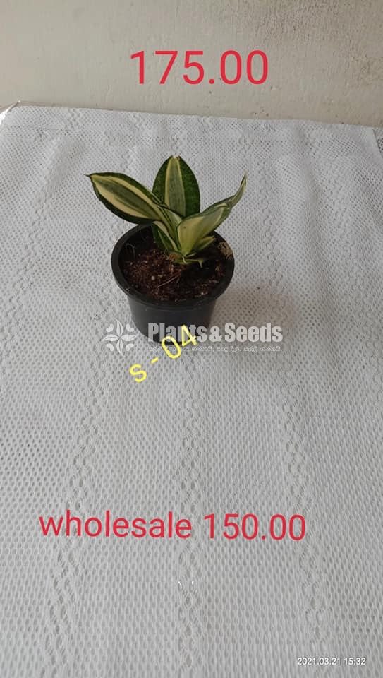  Sansevieria