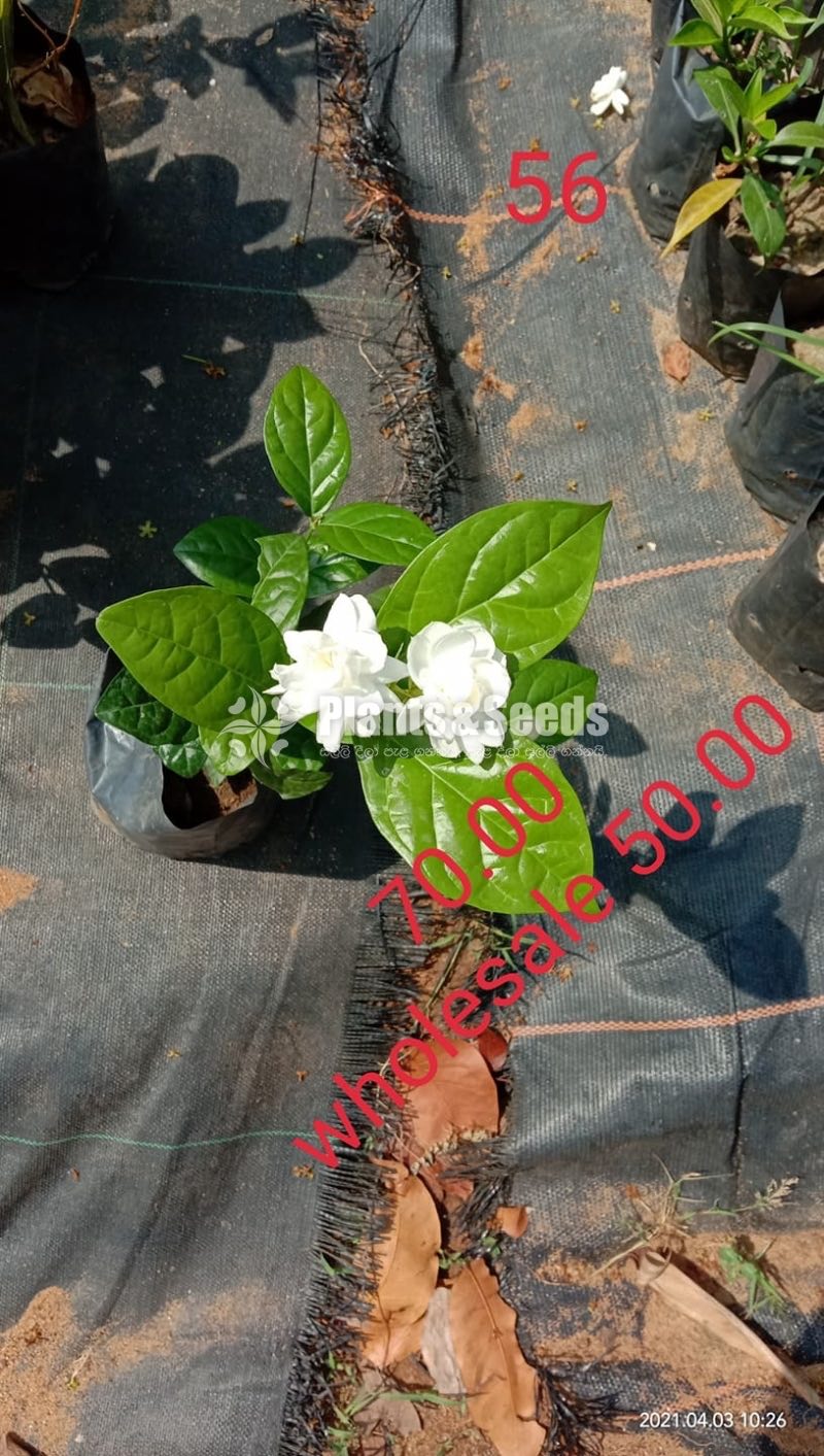 Rosa Pichcha