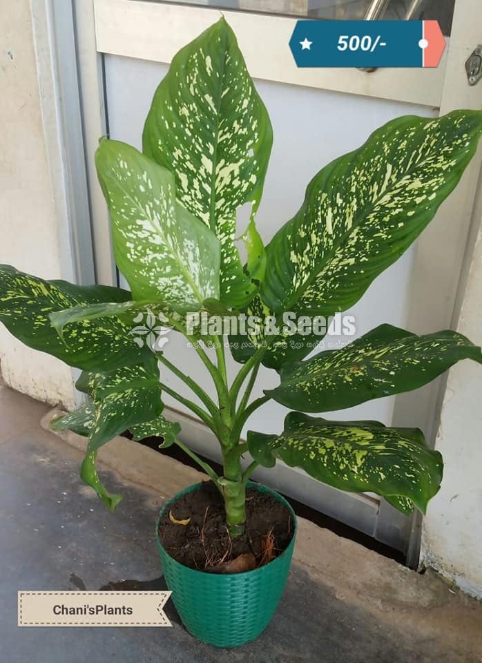 Indoor Plants