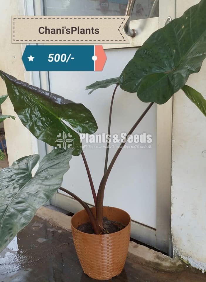 Indoor Plants