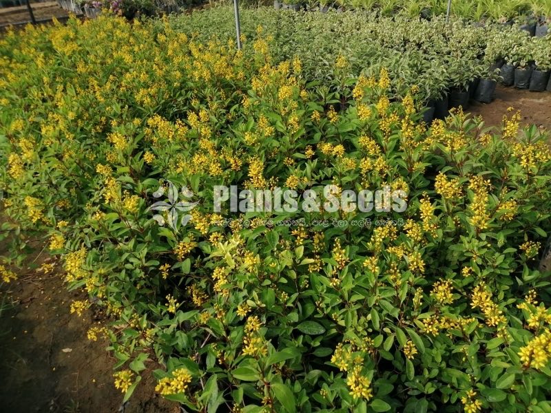 Kristelsia(ක්‍රිස්ටෙල්සියා )