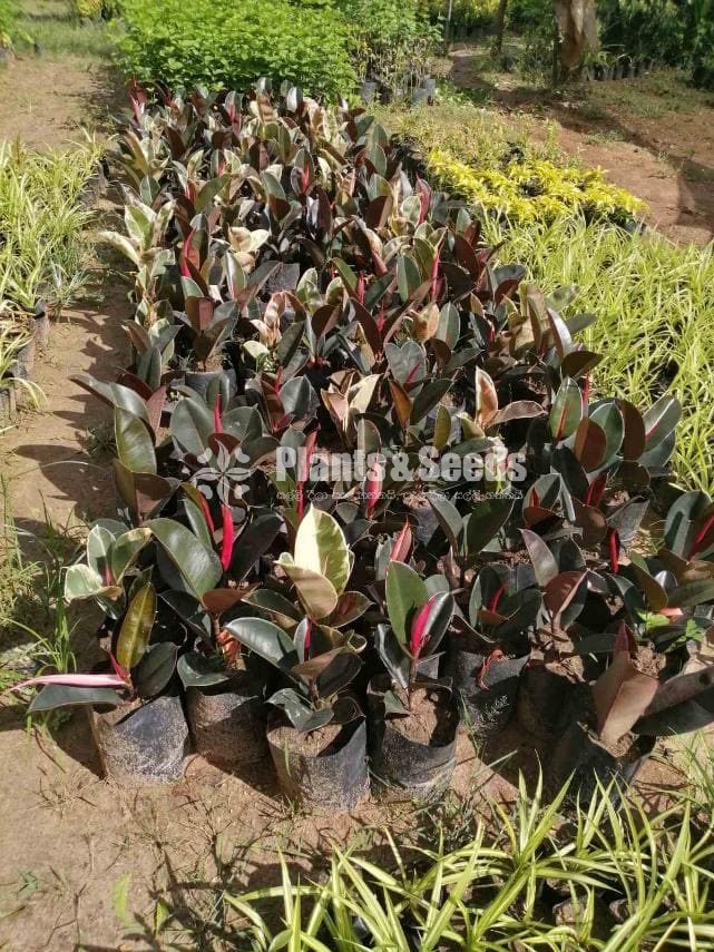 Rubber Plants