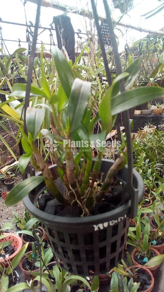 Dendrobium Hibiki