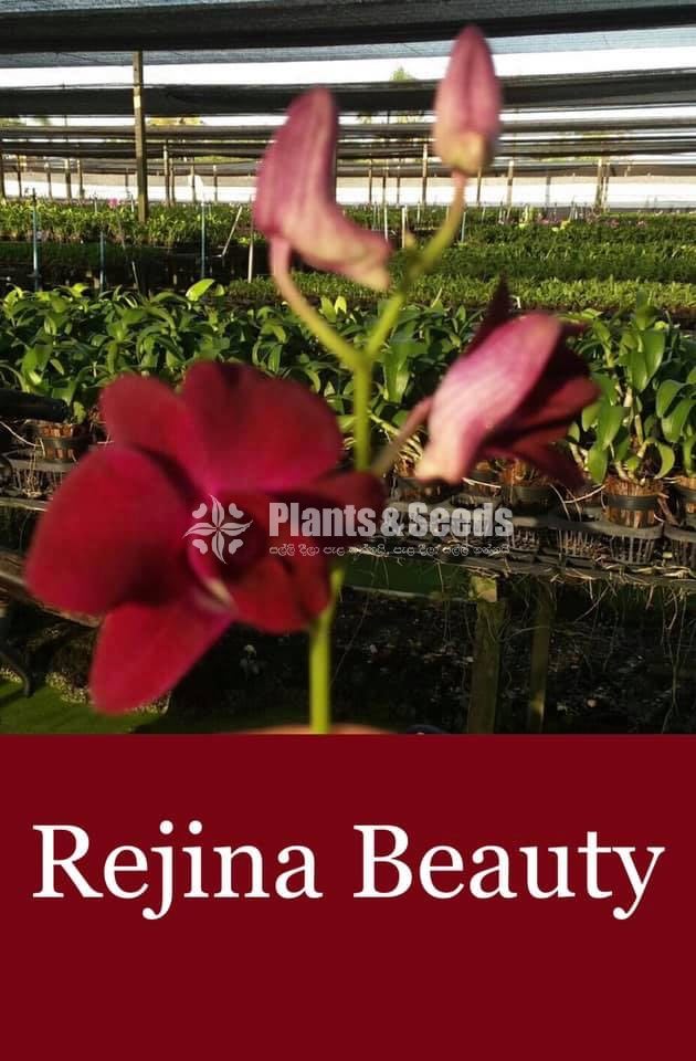 Red Town,White Red Lip,Rejina Beauty,Burana Emerald Orchids