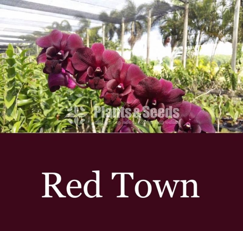 Red Town,White Red Lip,Rejina Beauty,Burana Emerald Orchids