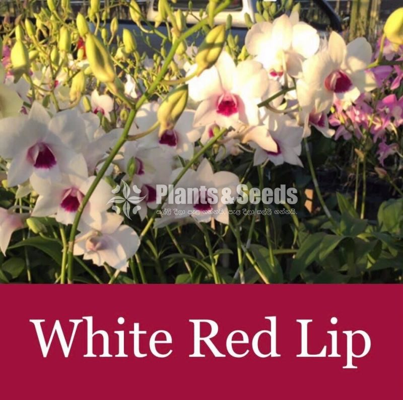 Red Town,White Red Lip,Rejina Beauty,Burana Emerald Orchids