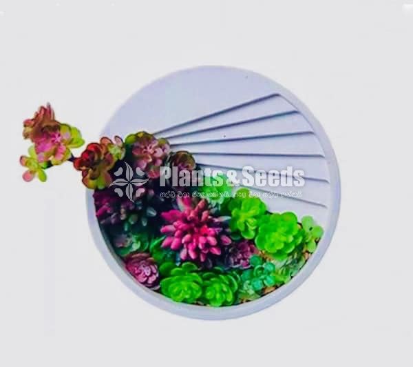 Decorative Cactus Pots(විසිතුරු මල් පැළ පොච්ච් )
