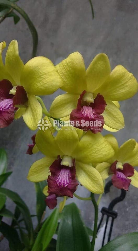 Dendrobium Phalaenopsis and Vanda