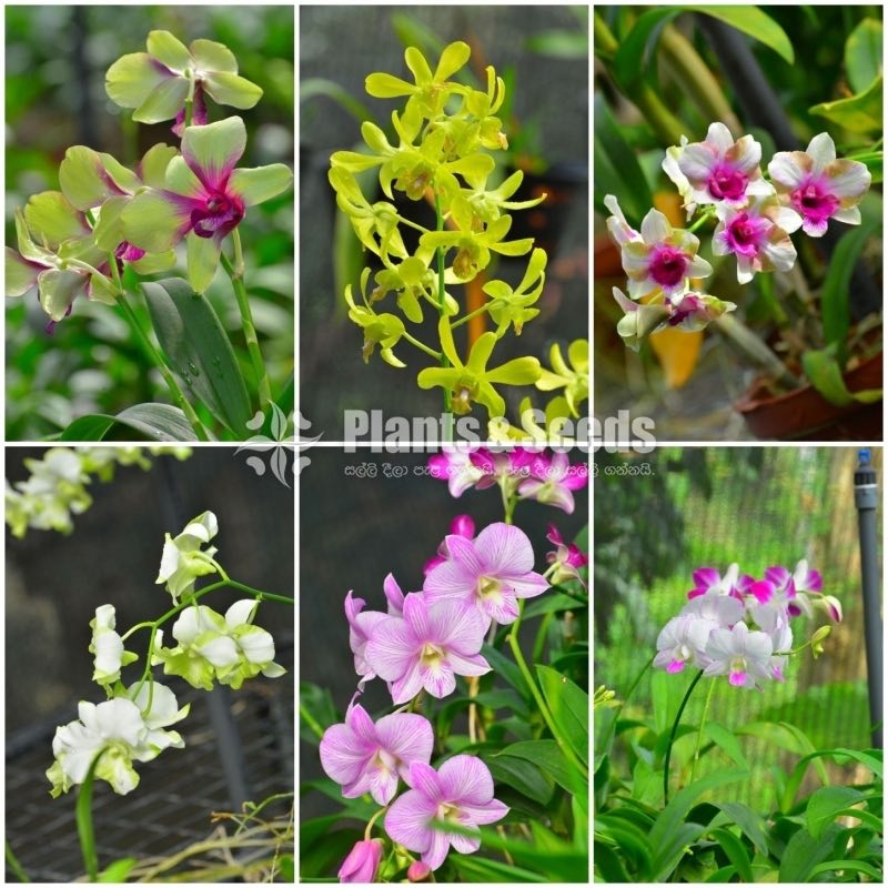 Orchids