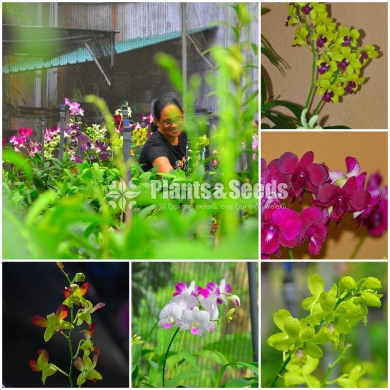 Orchids