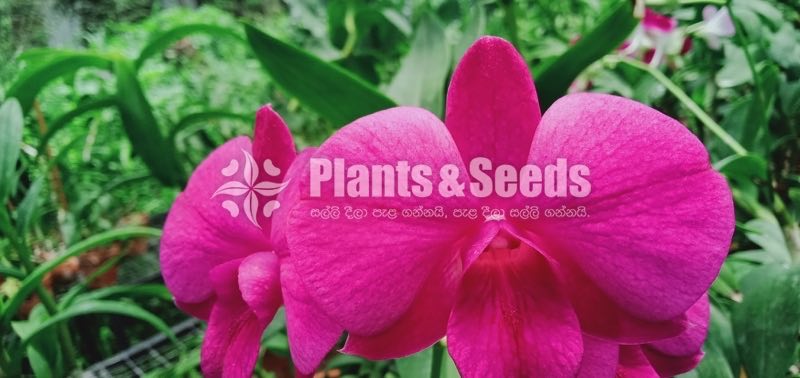 Orchids Plants
