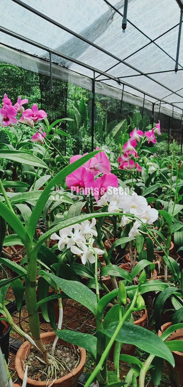 Orchids Plants
