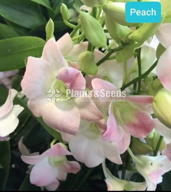 Dendrobium