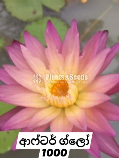After GLow Water Plants
