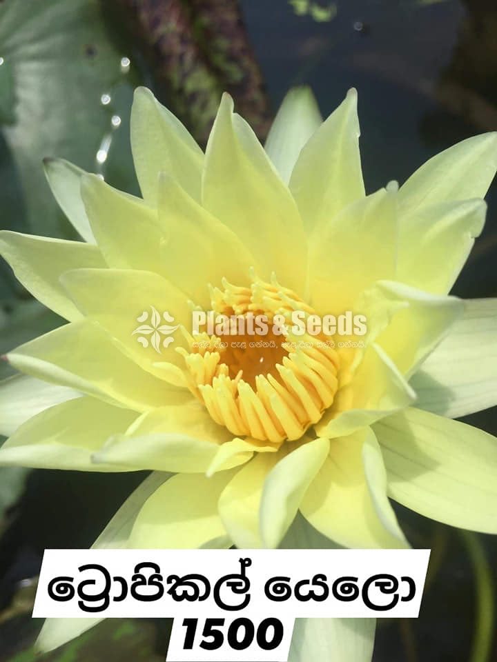 Tropical Yellow Water Plants