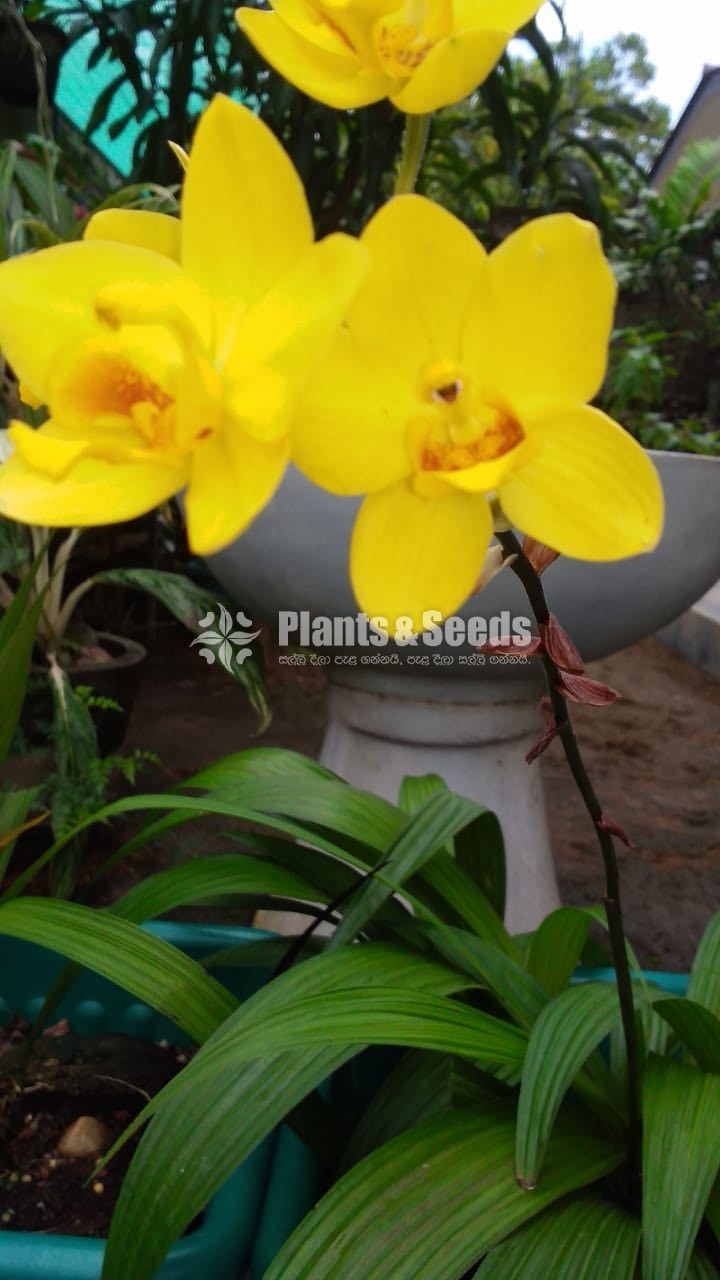 Big yellow,Pink Rainbow,Purple sky Orchids