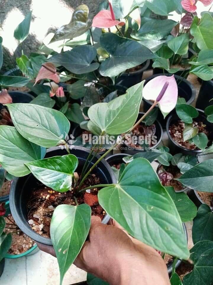 Alexia purple  Anthurium