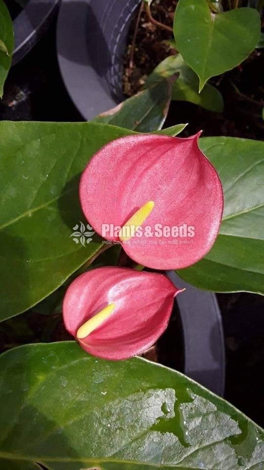 Good luck Anthurium